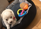 Maltipoo yavru 2 aylık çipli aşılı